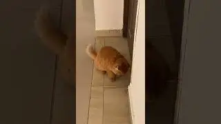 Please open the door🐱😍Dinkle Don #shorts #youtubeshorts #cat #catlover