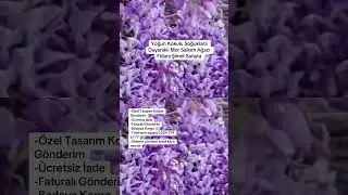 Mor Salkım Fidanları Şimdi Satışta www.e-fidancim.com Online sipariş