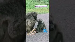 Baboons Grooming