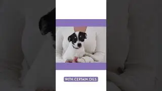 Can diffusing essential oils around dogs cause seizures?