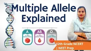 Multiple Alleles | Principle Of Inheritance And Variation | NEET | BSC | MSC