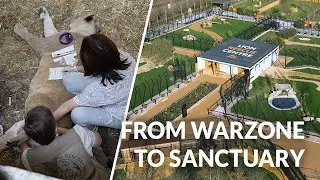 RESCUED UKRAINIAN LIONS | ONE YEAR ON
