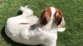 HS panting dog normal audio