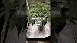 Vanilla Kush clone in 1 gal DWC under a #MarsHydroTS600 in the #marshydro2x2growtent