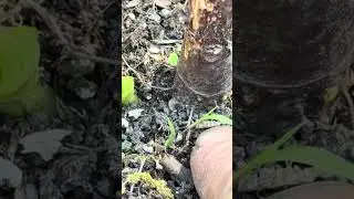 Below surface nodes are extremely important growing figs in cold zones