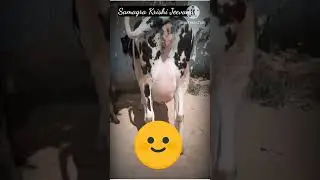 #cow #dairyfarm #milktech #farming #dairyproducts #animals #farm HF Cow