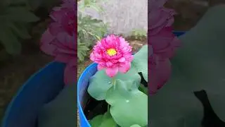 bunga lotus nelumbo glow #lotus #nelumbo