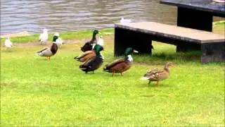 Children feeding ducks