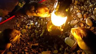 Котаро и Hana здесь для ночевки лагеря! Сегодня это партия выдр! [Жизнь Выдры- День 400]