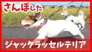 散歩したジャックラッセルテリア^^。Jack Russell Terrier taking a walk in the morning