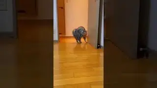 Michael Catckson Thriller 🤣🤣 #funny #funnycats #thriller #michaeljackson #mj #viral #cat #kediler