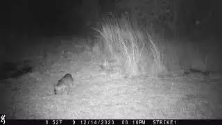Gray foxes come in to eat then get some play time