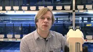 Finding brain injuries