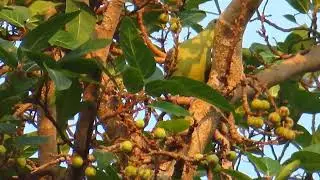 Bagwe's nature inn   Phansad wildlife sancuary