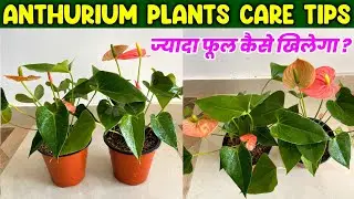 Anthurium Care Tips || Anthurium के पौधे में ज्यादा फूल कैसे खिलाए || How to care ANTHURIUM Plants |