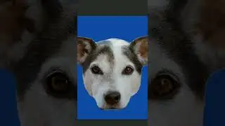 Custom Dog sticker design part 11 #stickers #cat
