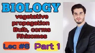 vegetative propagation | Natural vegetative propagation | Bulb, corm,  Rhizome -  By najeeb kakar
