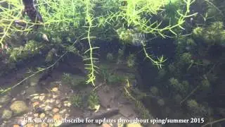 My Wildlife Pond - Great Crested Newts Courtship and Mating