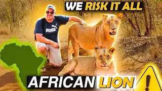 Unforgettable Lion Encounter: Walk on the Wild Side in Zambia