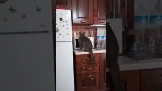 Gatto con Problemi di equilibrio!