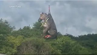 Escaped Zebra Caught, Airlifted Home After a Week on the Run in Tennessee
