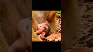 Congratulation! Newborn Lexi and Giving Birth..! #short#monkeys