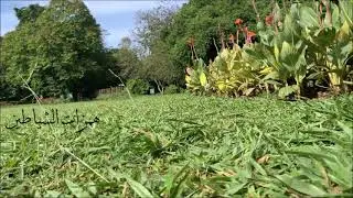 وقل ربي أعوذ بك من همزات الشياطين وأعوذ بك ربي أن يحضرون مكررة 1000 مره لعلاج المس