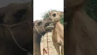 The sound of a camel