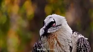 Udmurt Russian Song - Ullapala Nyl (Russian Landscape)
