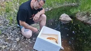 Planterar fisk i dammen