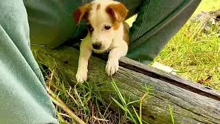 Wow My little dog get cool of this season he so cute 