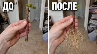 Любой черенок даст корни! Показываю 3 гениальных способа укоренения любого черенка!