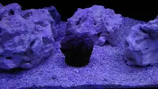 New QT Frag tank with Reef Brite Lumi Lite.