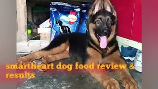 smartheart dog food smartheart puppy food review smartheart vs royal canin smartheart starter review