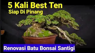 Renovasi Batu Pada Bonsai Santigi