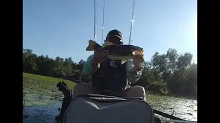 A day of fishing with the black KVD Frog