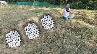 WOW Best Video! A Farmer Picks a Lot of Duck Eggs by Hand in a Dry Field