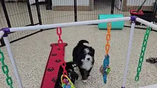 Cute Puppy Video Louise Mini Bernedoodle Puppy 