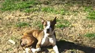 Adopt Sweet Ginger! www.rescuedme.org.mp4