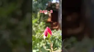 Rose time lapse 🌹|| rose flower time lapse #rose #timelapse #viralvideo #shortvideo