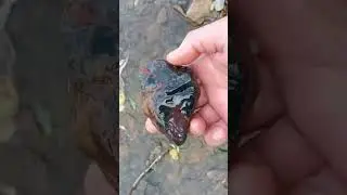 Очень интересный камень/Very interesting stone #search #nature  #amazing #gems #stone #gemstone