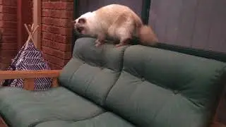 Saturday Morning CATS!!!