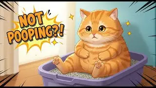 He&rsquo;s Not Pooping ! What You MUST Know If Your Cat is Constipated