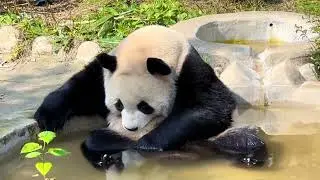 Take a bath#Giant pandas in Qinling Mountains#Magical animals#Giant panda#National treasur