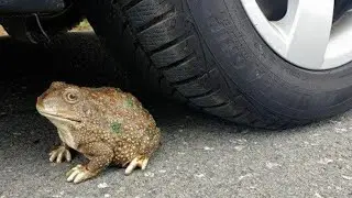 Experiment: CAR VS FROG Car vs Eggs...#StayHome#WithMe