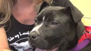 WDHA's Rock N' Ruff with Sky
