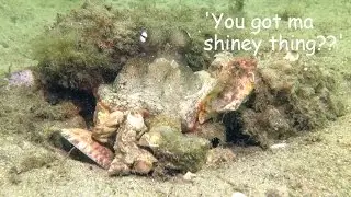 Octopus at Clifton Gardens likes his shiny thing