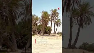 Umm Bab Beach in Qatar #kidsloveqatar #beachqatar #qatar #ummbab