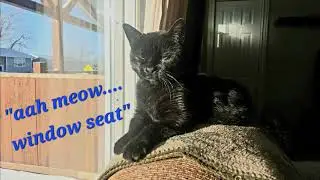 kitty cat relaxin window seat