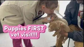 Puppies First Vet Visit